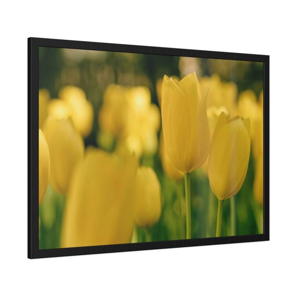93855-593.jpg Yellow Tulips Blooming in the Field Framed Poster