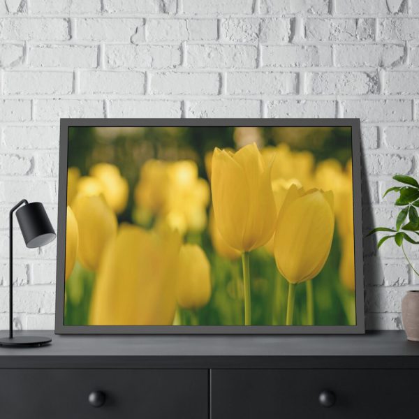 93855-595.jpg Yellow Tulips Blooming in the Field Framed Poster