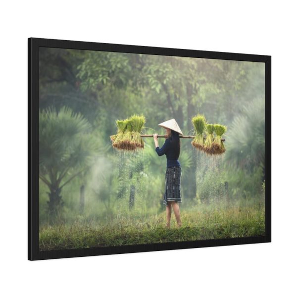 93855-665.jpg Rice Harvest Framed Poster