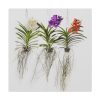 101419-29.jpg Three Orchids Standard Canvas