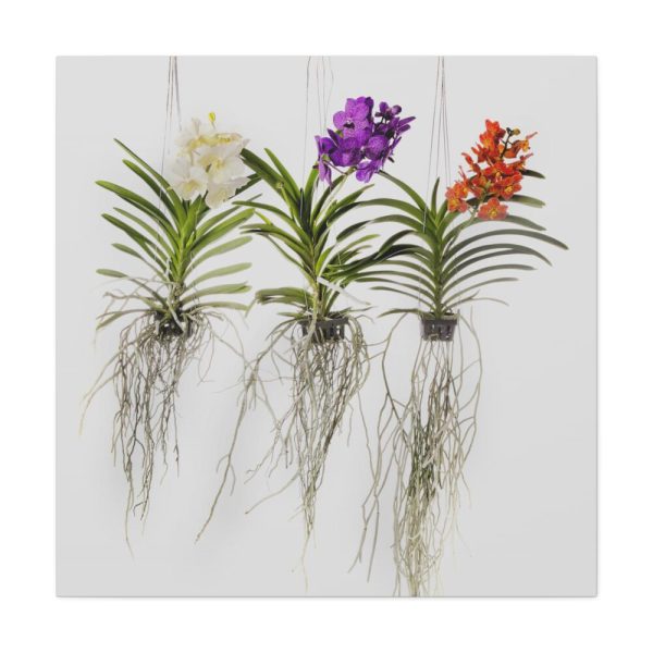 101419-29.jpg Three Orchids Standard Canvas