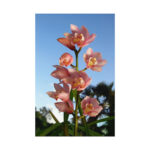Pink Orchid Flowers Poster - Image 86