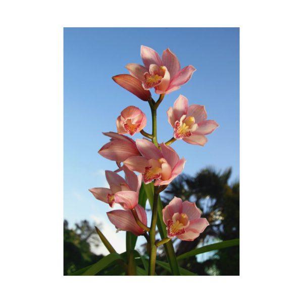 Pink Orchid Flowers Poster