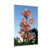 Pink Orchid Flowers Poster