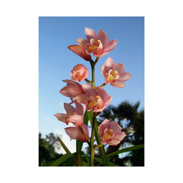 Pink Orchid Flowers Poster