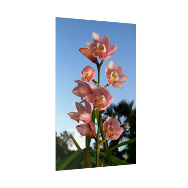 Pink Orchid Flowers Poster