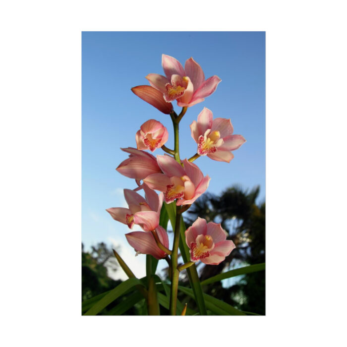 Pink Orchid Flowers Poster - Image 216