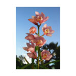 Pink Orchid Flowers Poster - Image 236