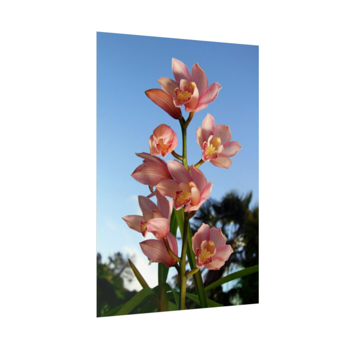 Pink Orchid Flowers Poster - Image 233