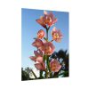 Pink Orchid Flowers Poster