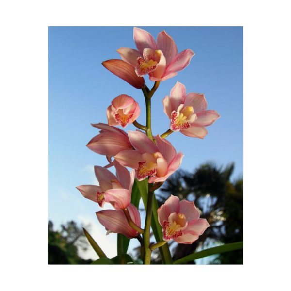 Pink Orchid Flowers Poster