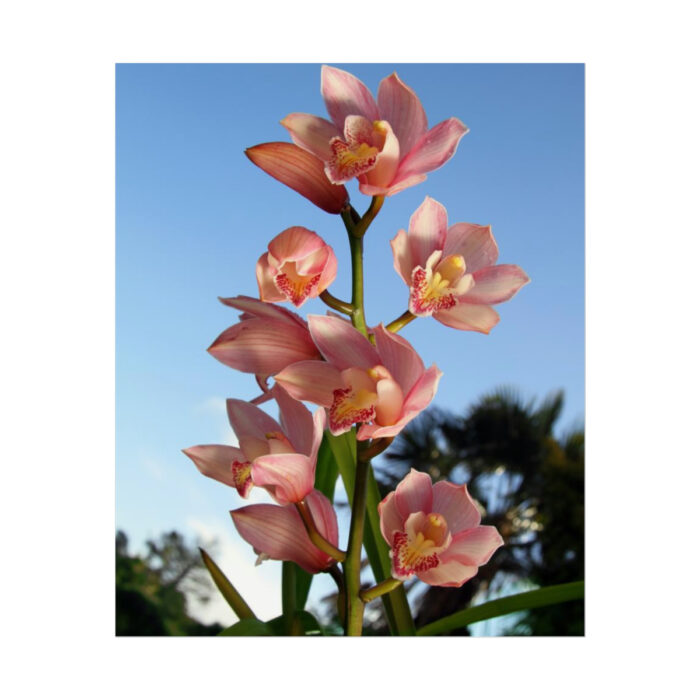 Pink Orchid Flowers Poster - Image 51