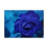 101875-112.jpg Blue Roses Poster