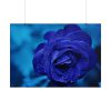 101875-113.jpg Blue Roses Poster