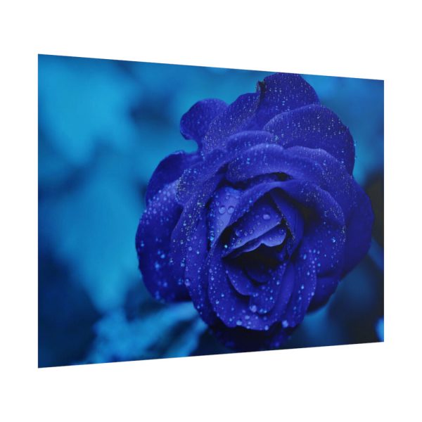 101875-114.jpg Blue Roses Poster