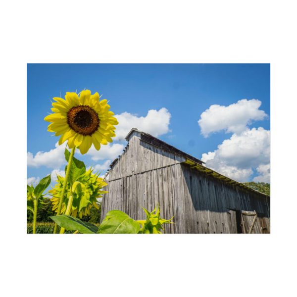 Sunflower and Farm Barn Poster