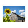 Sunflower and Farm Barn Poster