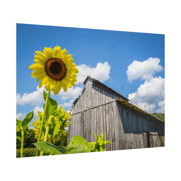 Sunflower and Farm Barn Poster