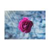 101875-120.jpg Garden Roses Poster