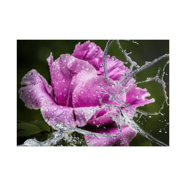 101875-124.jpg Rose Family Poster