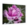 101875-126.jpg Rose Family Poster