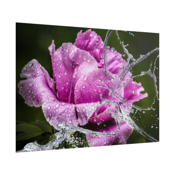 101875-126.jpg Rose Family Poster