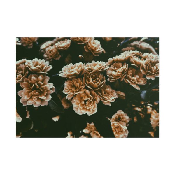 101875-136.jpg Brown Aesthetic Poster