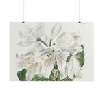 White Cape Coast Lily by Sydenham Edwards Poster - Image 10