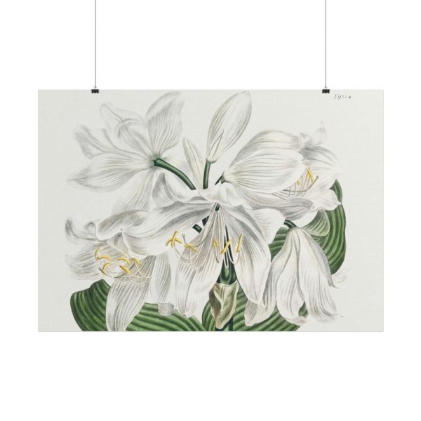 White Cape Coast Lily by Sydenham Edwards Poster