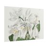 White Cape Coast Lily by Sydenham Edwards Poster