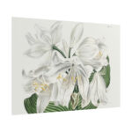 White Cape Coast Lily by Sydenham Edwards Poster - Image 11