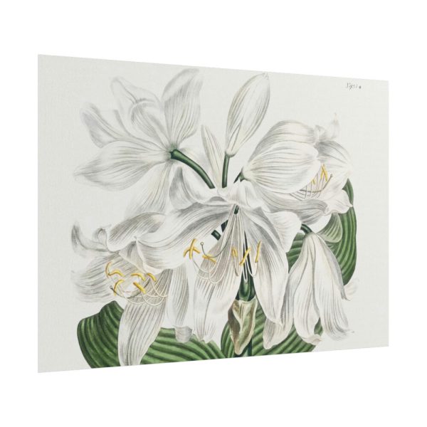 White Cape Coast Lily by Sydenham Edwards Poster