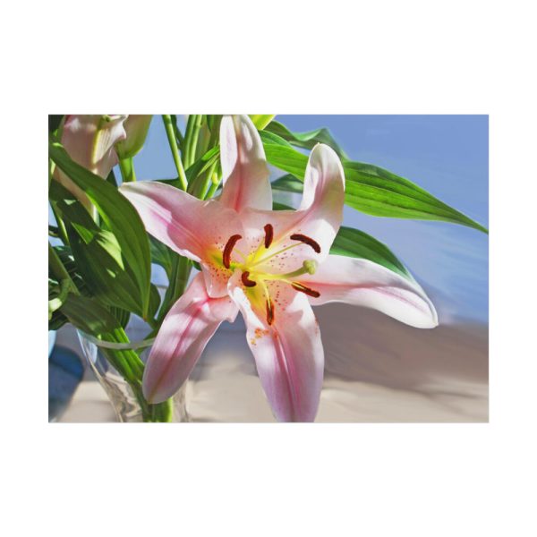 101875-172.jpg Pink Lily Poster