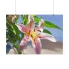 101875-173.jpg Pink Lily Poster