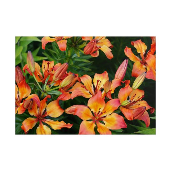 Orange Lily Poster