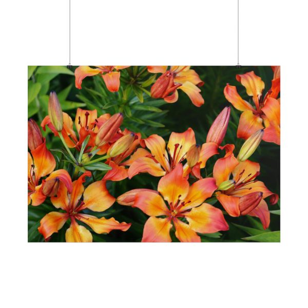 Orange Lily Poster