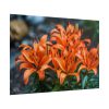 Orange Flower Poster