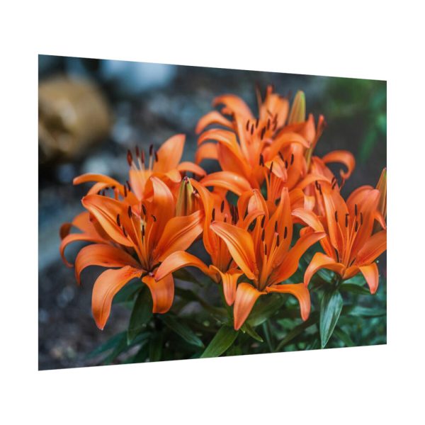 Orange Flower Poster