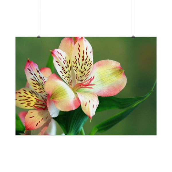 Lily of the Incas Poster