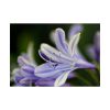 Purple White Glowing Lily Poster