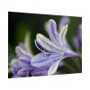 Purple White Glowing Lily Poster