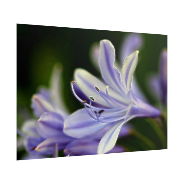 Purple White Glowing Lily Poster