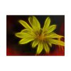 Yellow Flower Poster