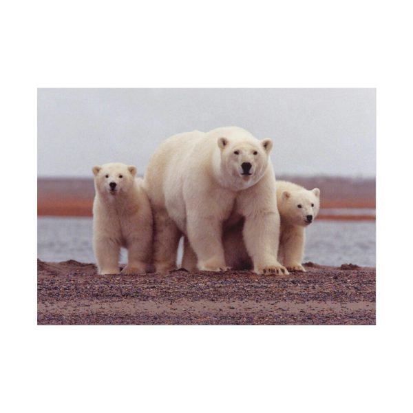 101875-200.jpg Polar Mama Bear and Cubs Poster