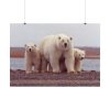 101875-201.jpg Polar Mama Bear and Cubs Poster
