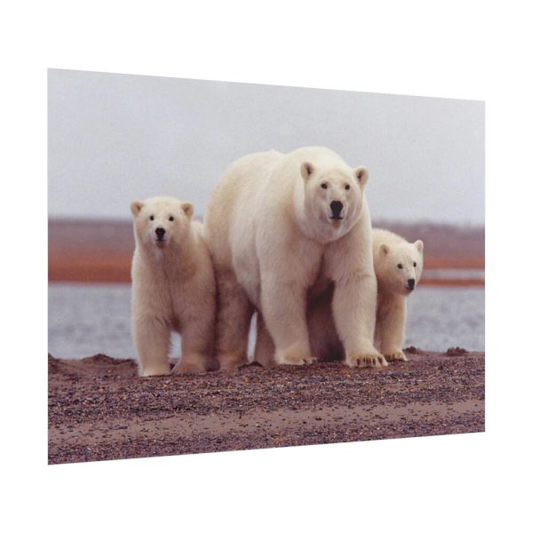 101875-202.jpg Polar Mama Bear and Cubs Poster
