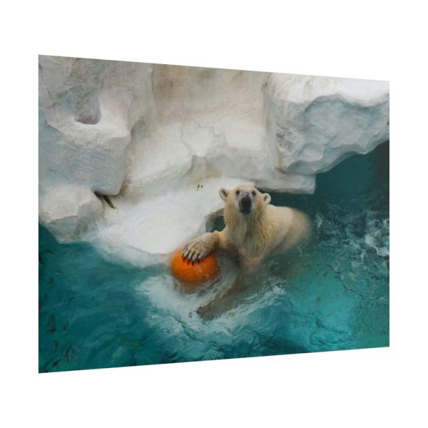 Polar Bear in Water Poster