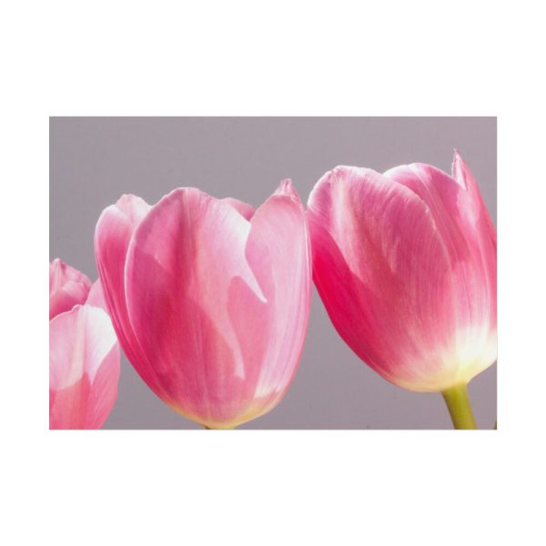 101875-212.jpg Pink Tulip Poster