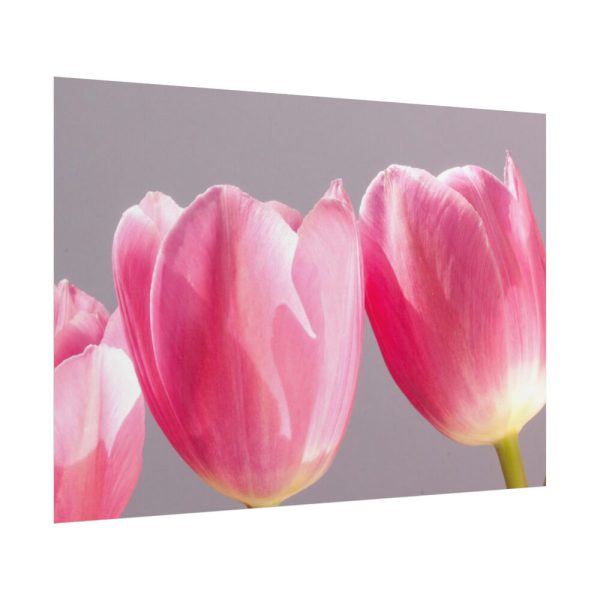 101875-214.jpg Pink Tulip Poster