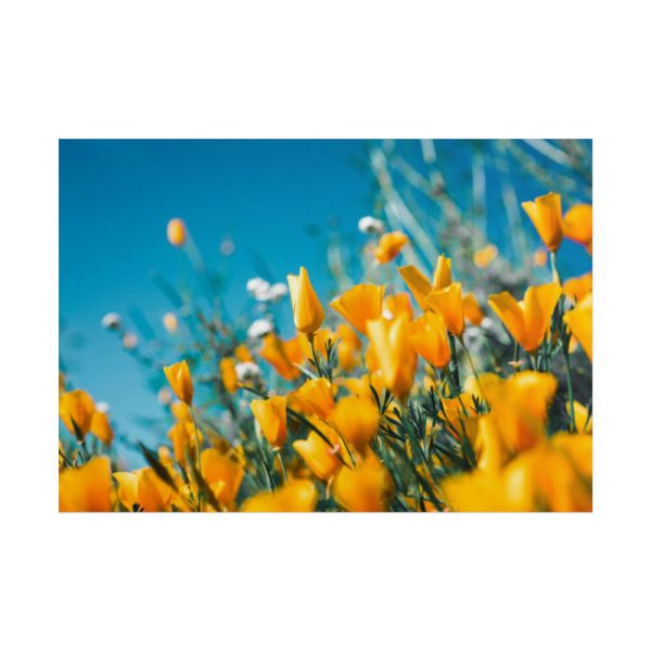 101875-216.jpg Orange Petaled Flowers Poster